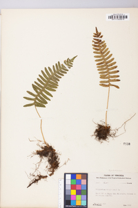 Polypodium appalachianum image