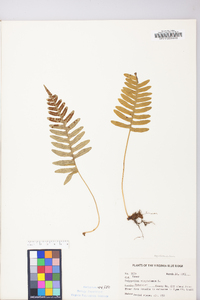 Polypodium appalachianum image