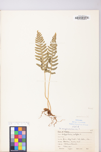 Polypodium appalachianum image