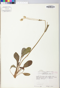 Krigia biflora image