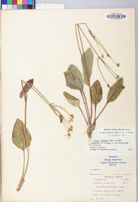 Krigia biflora image