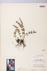 Myriopteris lanosa image