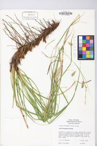 Carex cherokeensis image