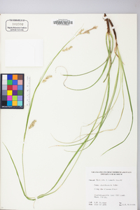 Carex cherokeensis image