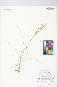 Carex collinsii image