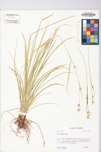 Carex collinsii image