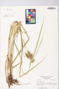 Carex comosa image