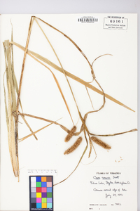 Carex comosa image