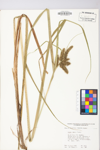 Carex comosa image