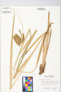 Carex comosa image