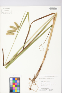 Carex comosa image