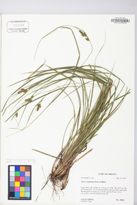 Carex complanata image