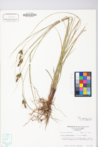 Carex complanata image