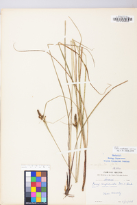 Carex complanata image