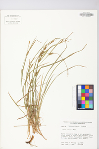 Carex conoidea image