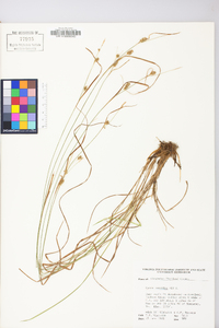 Carex conoidea image