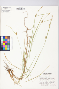 Carex conoidea image