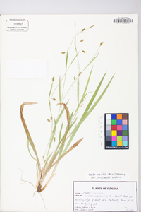 Carex laxiculmis var. copulata image