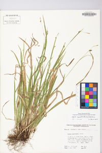 Carex laxiculmis var. copulata image