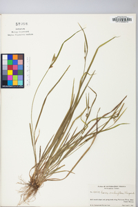 Carex crebriflora image