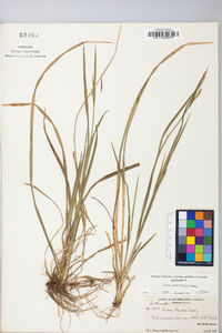 Carex crebriflora image