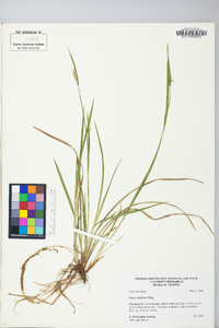 Carex crebriflora image