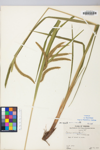 Carex crinita var. crinita image