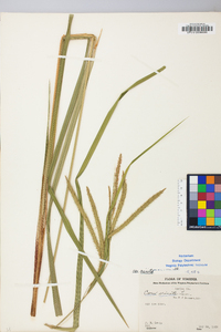 Carex crinita var. crinita image