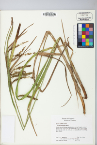 Carex crinita var. brevicrinis image