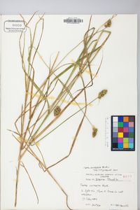 Carex cristatella image