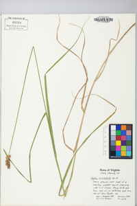 Carex cristatella image