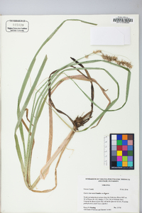 Carex crus-corvi image