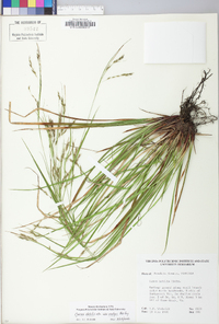 Carex debilis var. rudgei image