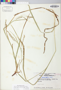Carex debilis var. rudgei image