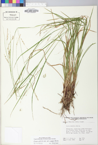 Carex debilis var. rudgei image