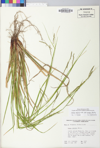 Carex debilis var. rudgei image