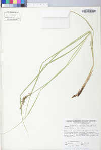 Carex decomposita image