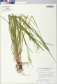 Carex debilis var. rudgei image