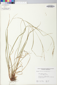 Carex debilis var. rudgei image