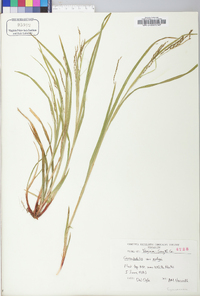 Carex debilis var. rudgei image