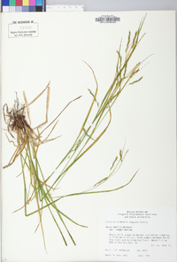 Carex debilis var. rudgei image