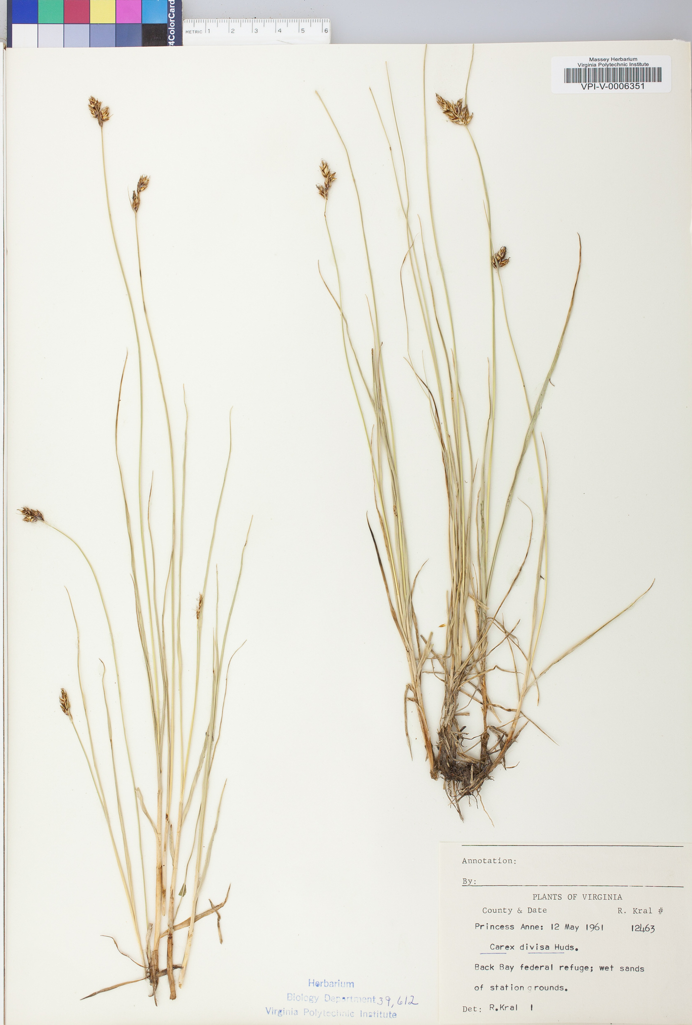 Carex divisa image