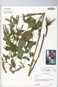 Agastache rugosa image