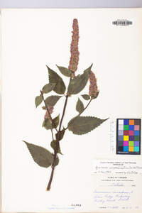 Agastache scrophulariifolia image