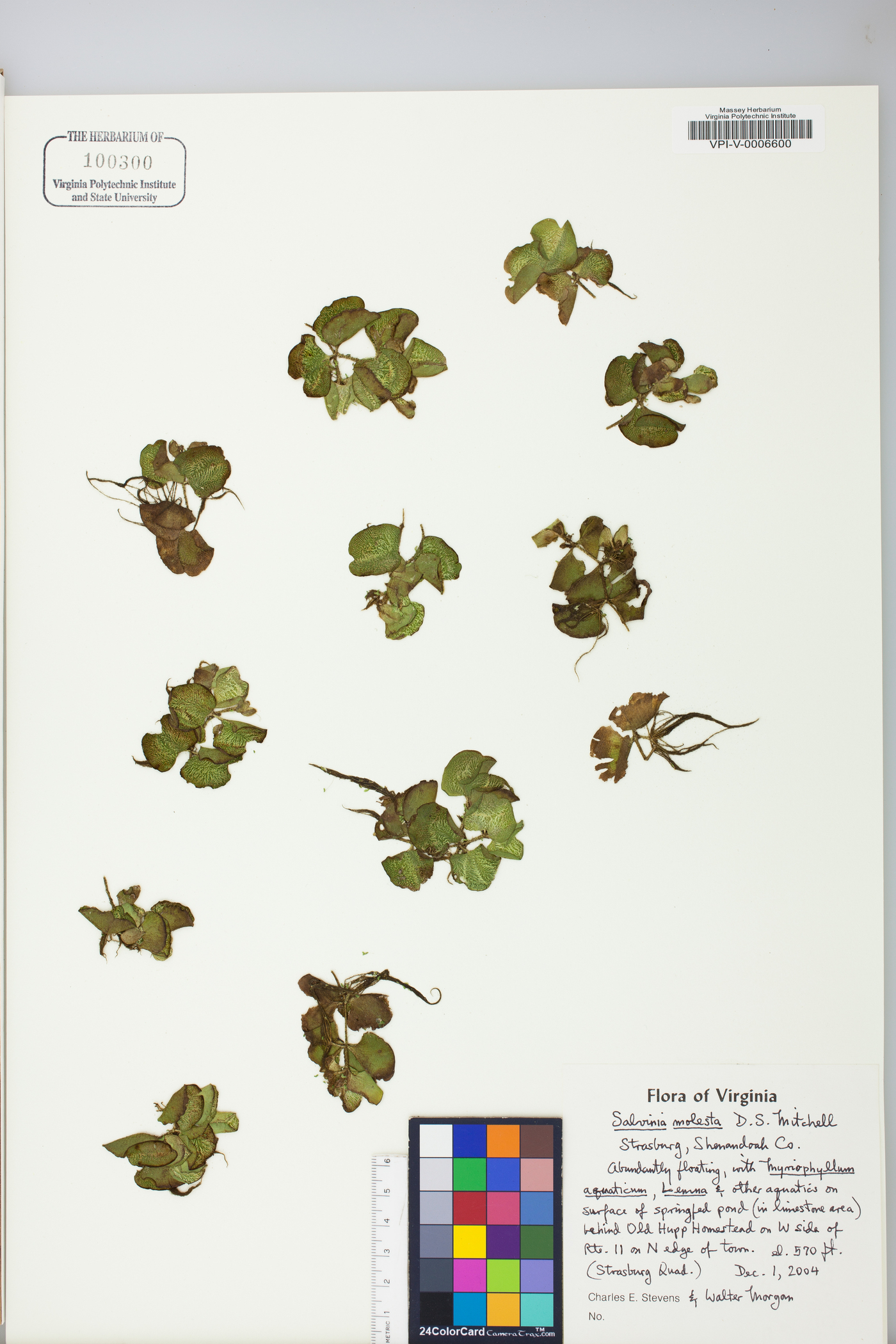 Salvinia molesta image