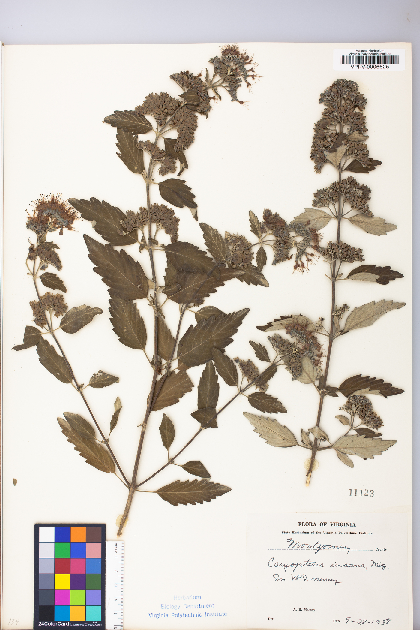 Caryopteris incana image