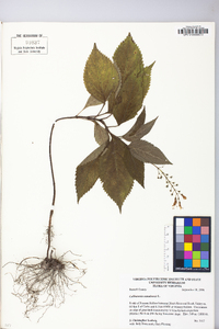 Collinsonia canadensis image