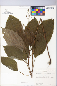 Collinsonia canadensis image