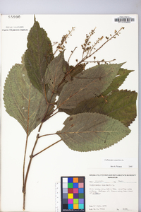 Collinsonia canadensis image