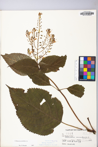 Collinsonia canadensis image